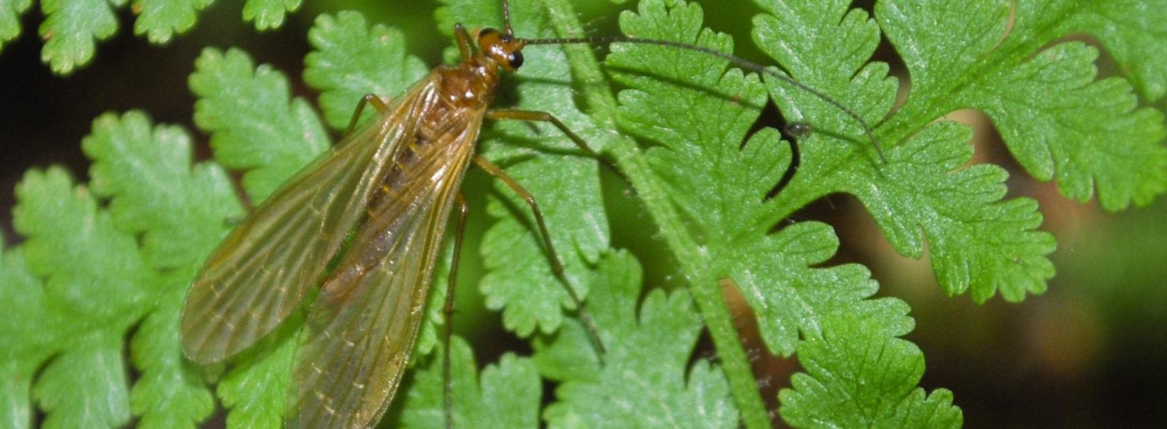The Insects of Virginia Virginia Museum of Natural History