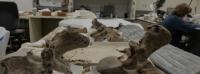  The Elster Foundation Vertebrate Paleontology Lab