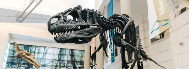 Museum Careers