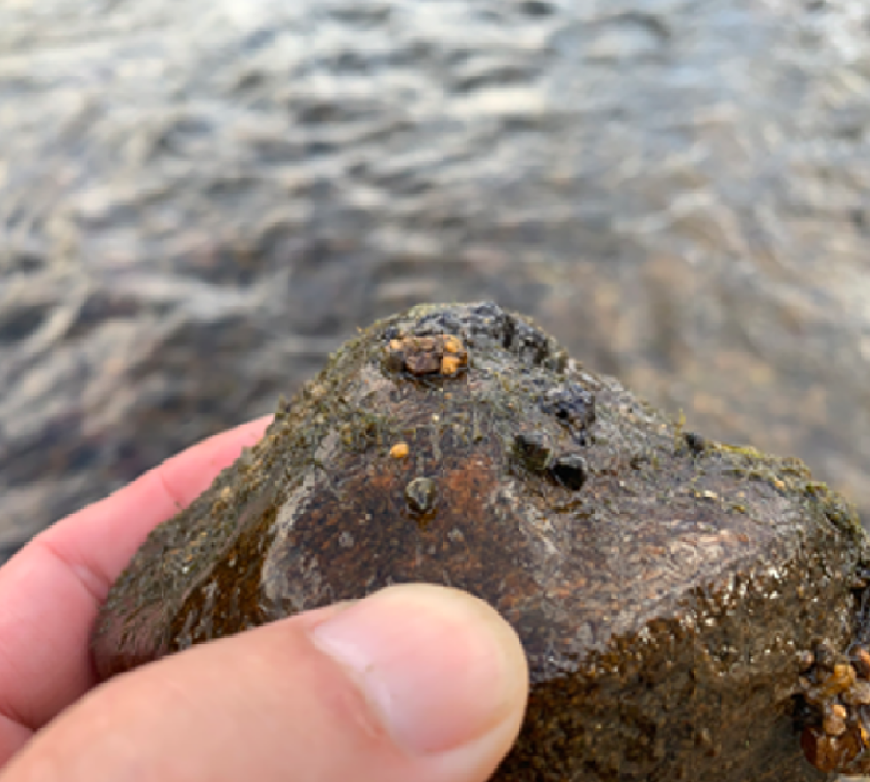 Life Underwater: Aquatic Insects and their Feeding Habits in the South River