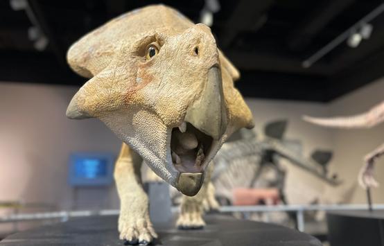 Amazing dino discoveries