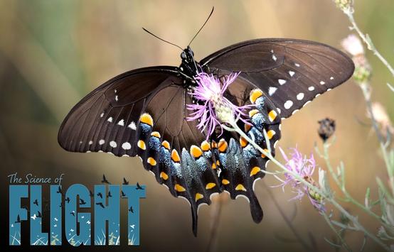 The Science of Flight