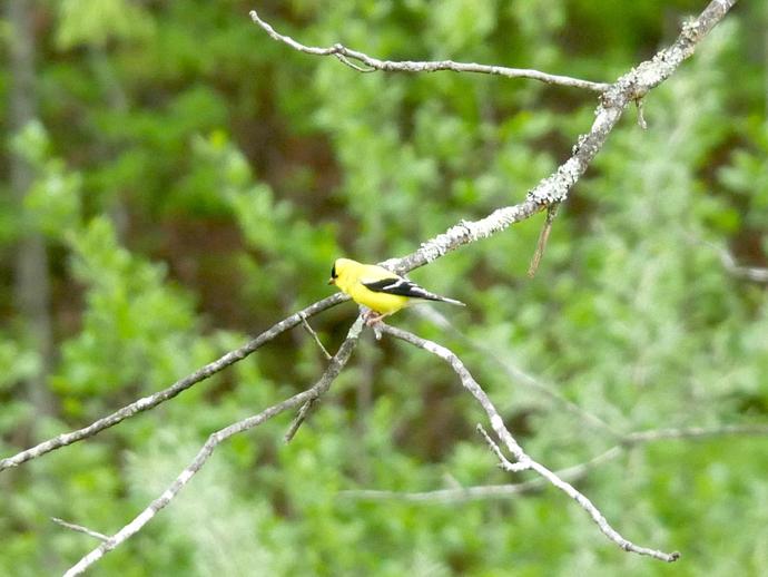 The American goldfinch (Spinus tristis) is always a welcome sight at the birdfeeder