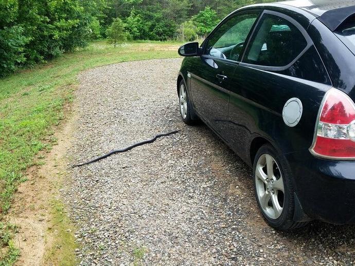 This approximately 5 foot Eastern Ratsnake (Pantherophis alleghaniensis) was seen today by ...