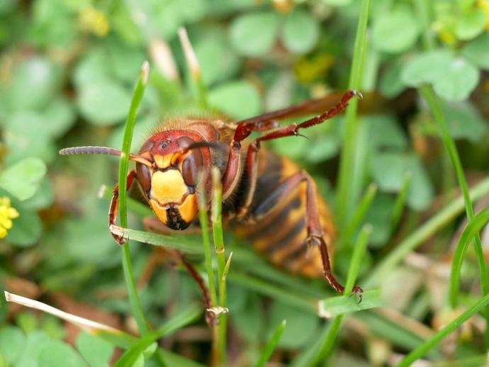 The European hornet (Vespa crabro) is one of the larger hornets that you're likely to find in ...