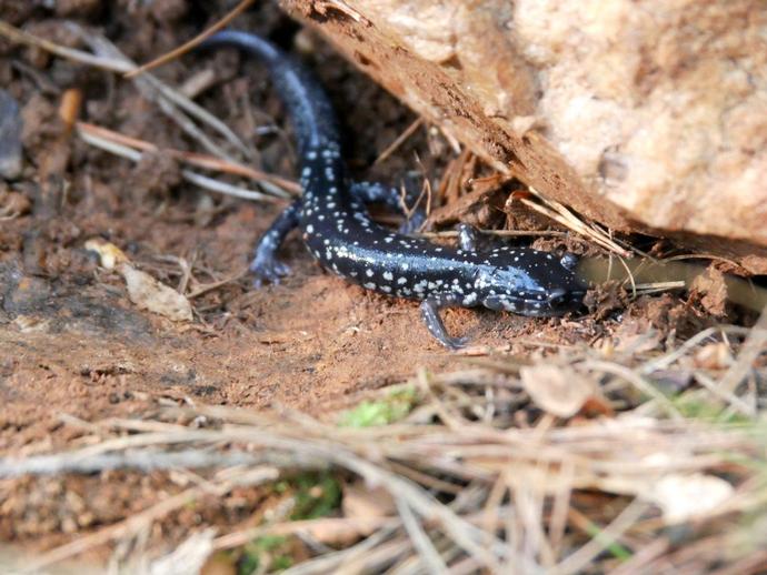 The white-spotted slimy salamander (Plethodon cylindraceus) is one of Virginia's more common ...