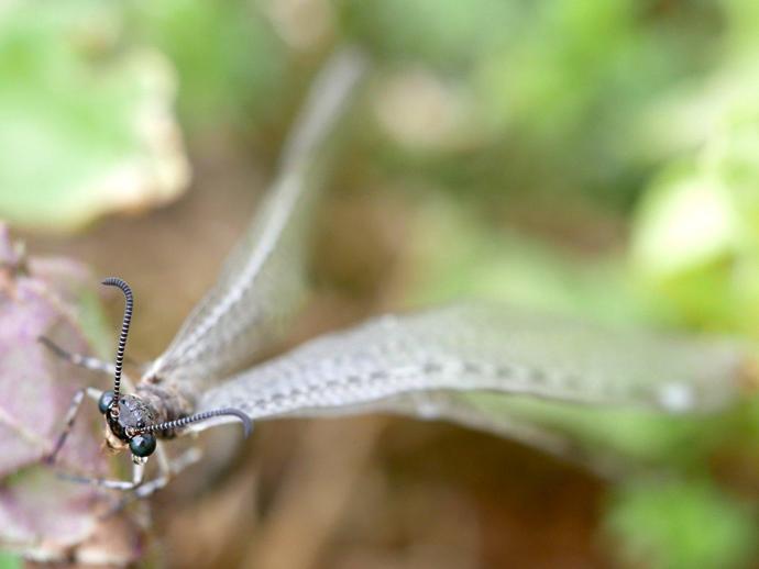 Yesterday we looked at the larval antlion (family Myrmeleontidae) ...