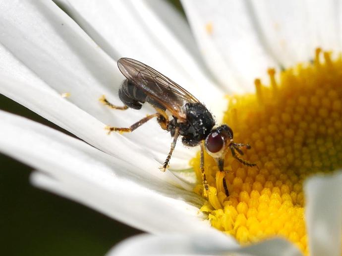 We generally think of flies as being attracted to gross stuff, but that isn't always the case