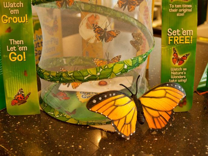 Students and teachers from North Cross School released the VMNH Museum Store's butterflies ...
