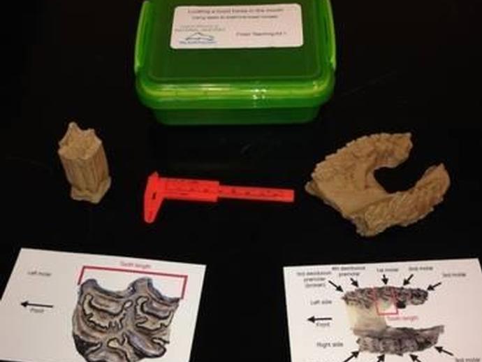 The museum is now offering teachers specially designed teaching kits available for purchase from ...