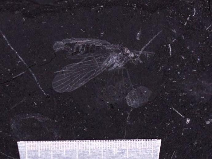 #FossilFriday VMNH staff are photographing and digitizing fossil insects from the nearby Solite ...