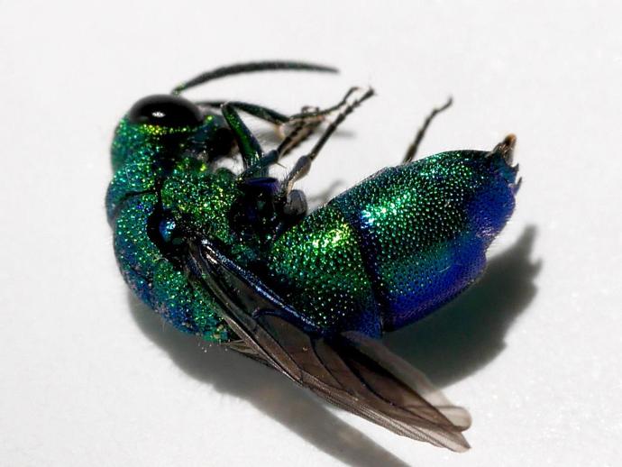 This beautiful wasp is a member of the family Chrysididae ...