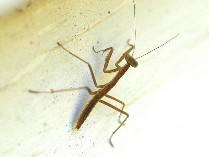 Keep an eye peeled in the spring, because you're liable to see some tiny praying mantids!