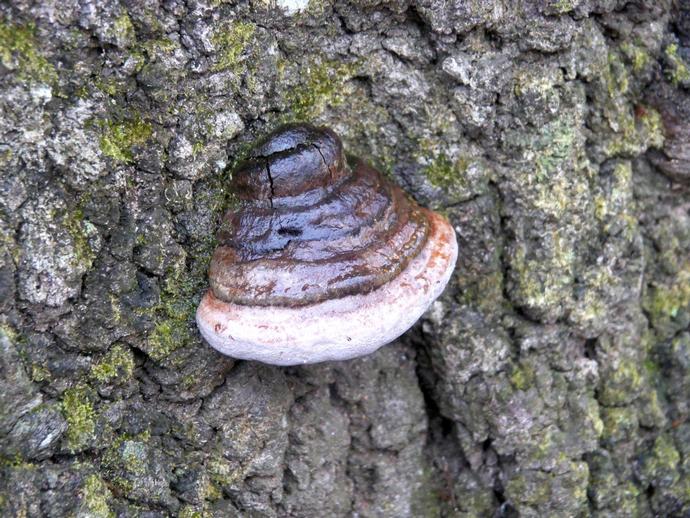 Shelf fungi, also known as polypores, are not your ordinary mushroom