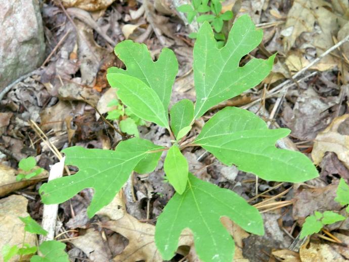 White sassafras (Sassafras albidum) is native to the eastern U