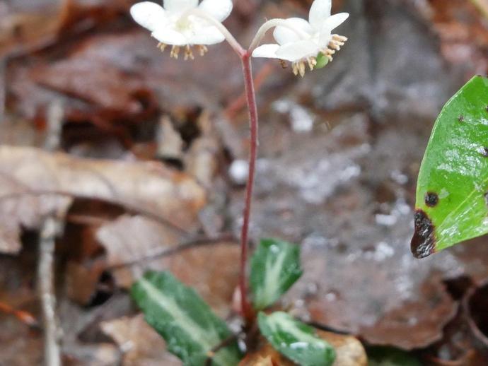 Spotted wintergreen (Chimaphila maculata) is in bloom right now!