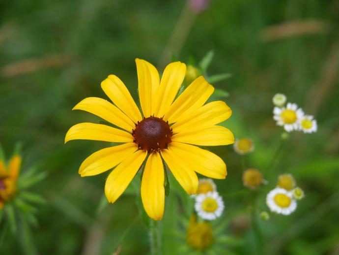 Even folks who aren't interested in wildflowers can likely identify black-eyed Susans (Rudbeckia ...