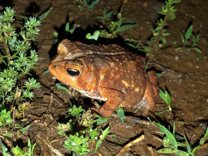 The eastern American toad (Anaxyrus americanus americanus) is a common sight in southwest ...