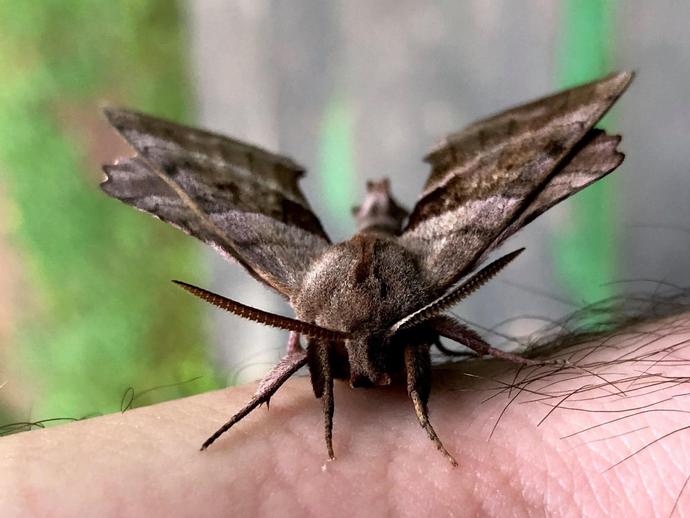 One of my favorite things about this time of year is the wide variety of beautiful moths that ...