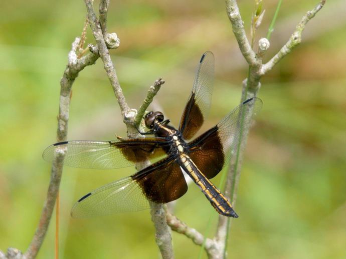 This striking dragonfly is a female Libellula luctuosa, better known as the 