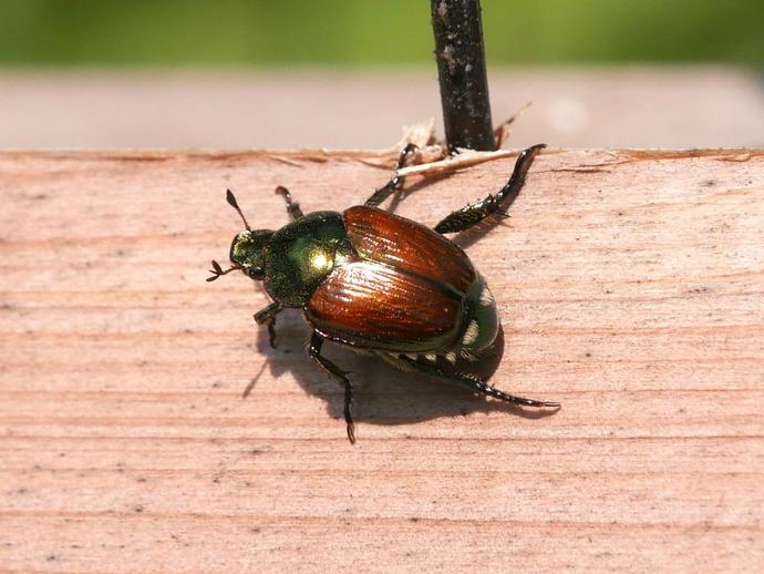 Here we see a Japanese beetle (Popillia japonica) quietly contemplating flying over to my ...