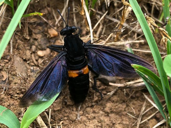 At first glance, this insect looks like a wasp, but it's actually a fly!