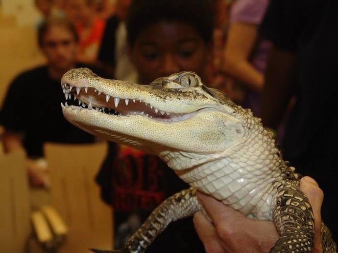 REPTILE DAY 2014 is TODAY from 10 a