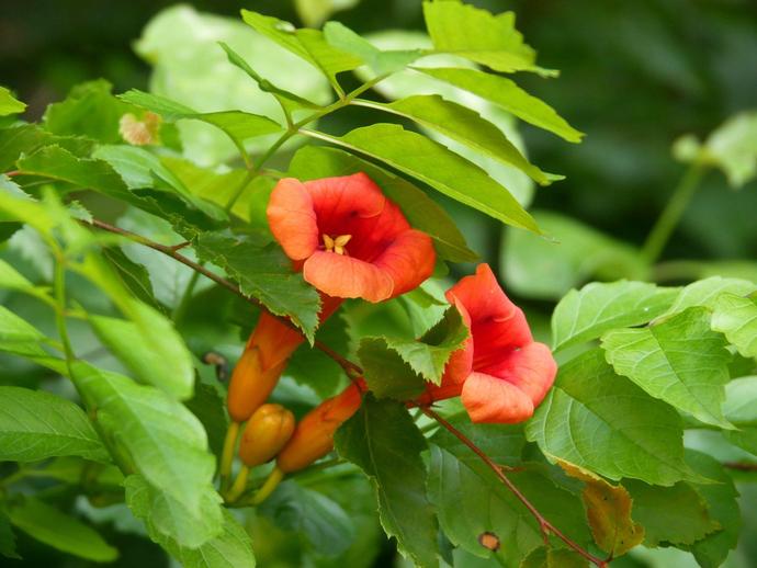 With its bright red horn-shaped flowers, trumpet vine (Campsis radicans) is easy to spot
