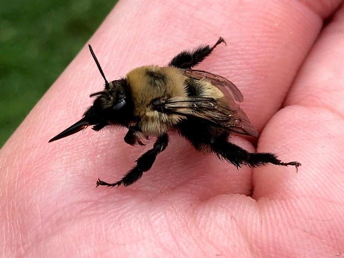 Have you ever seen a bumblebee stick out its tongue? You have now!