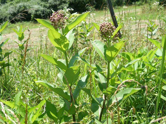 This is Asclepias syriaca, also known as common milkweed or butterfly flower