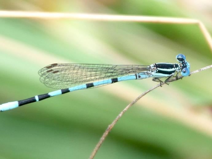 Yesterday we looked at a dragonfly, which is a member of the order Odonata