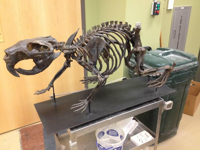 The Virginia Museum of Natural History's new casting and molding program ...