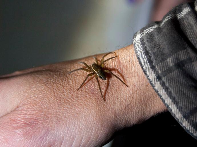 Staff search for frogs and other creatures after dark