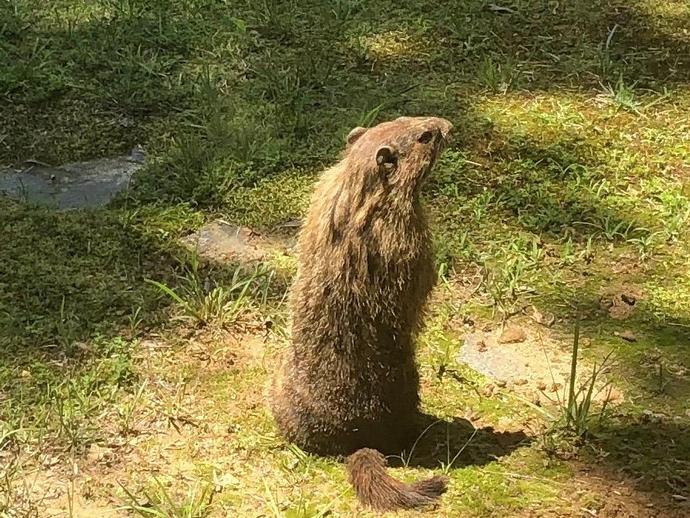 This critter is Marmota monax ...