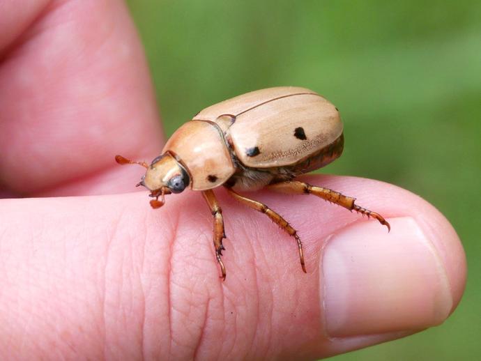 The grapevine beetle (Pelidnota punctata) is common throughout the central ...