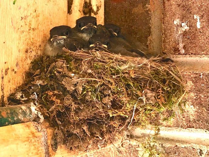 Please enjoy this nest of fledgling eastern phoebes (Sayornis phoebe) as they stare at my camera ...
