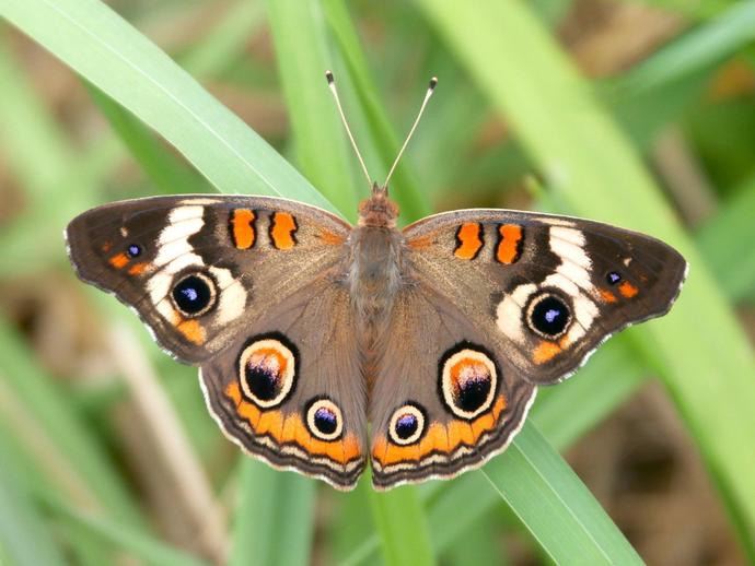 The common buckeye (Junonia coenia) is one of the most common butterflies in the southern U