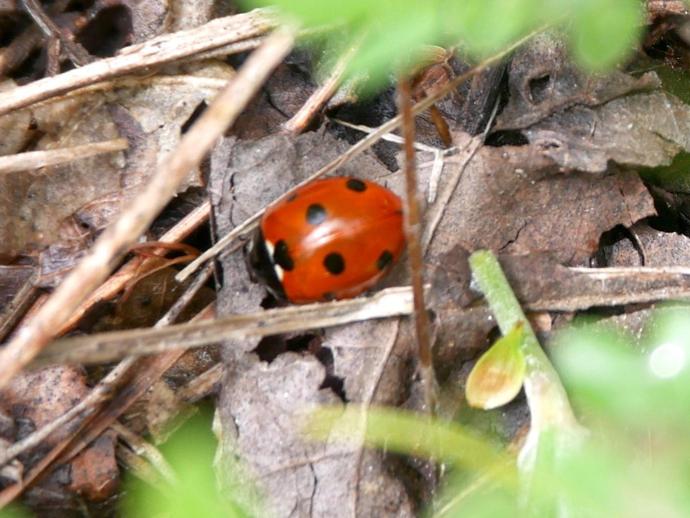 Coccinella septempunctata ...