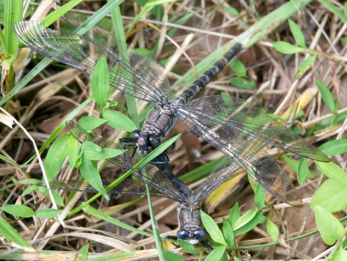 Now here's something you don't see everyday: two dragonflies preparing to mate!