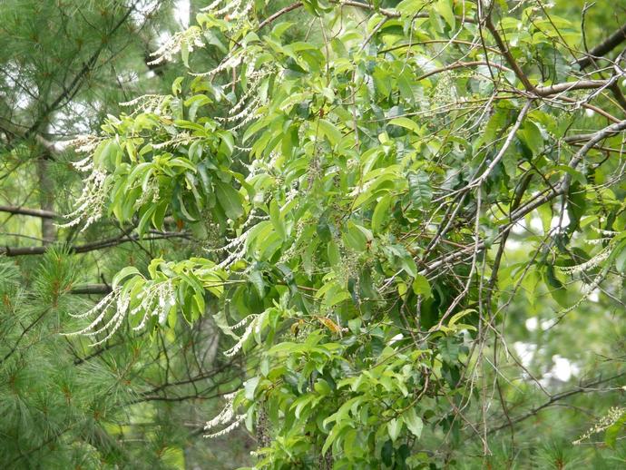 Oxydendrum arboreum, better known as the sourwood or sorrel tree, is the only species in its genus