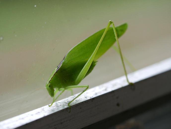 You may not always see katydids, but on summer evenings, you'll definitely hear them!