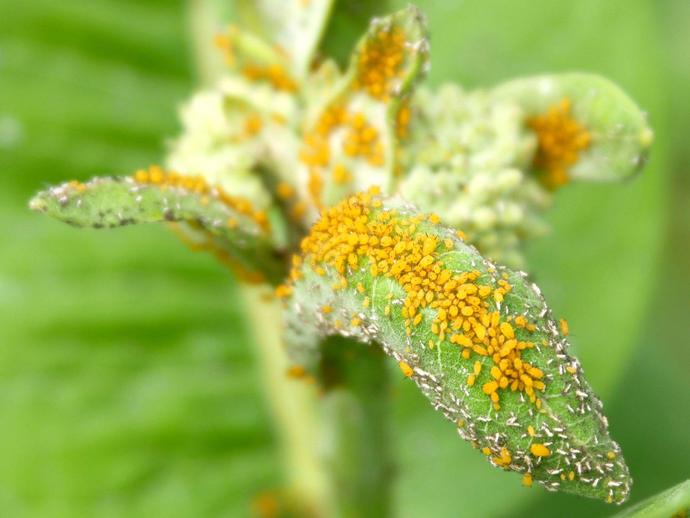 If you have any milkweed growing near you ...