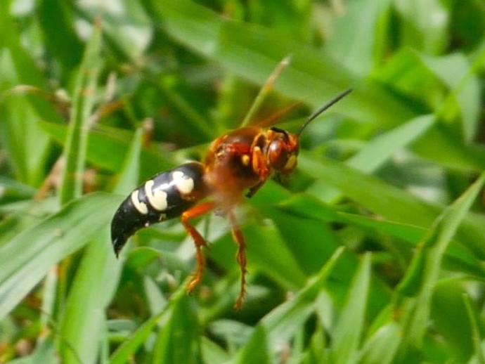 The eastern cicada killer (Sphecius speciosus) is one of our largest and most impressive wasps ...