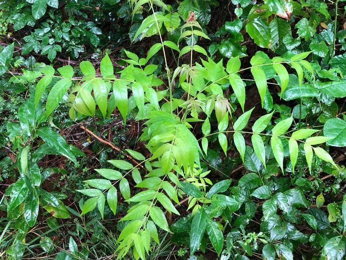 Ailanthus altissima is commonly known as the 