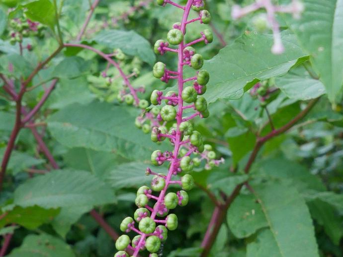 American pokeweed (Phytolacca americana) is native to the eastern U