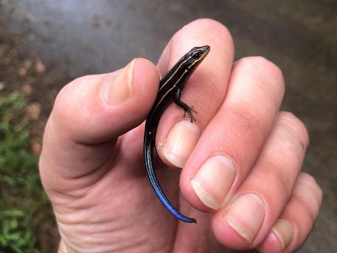 Although I did a nature update about five-lined skinks (Plestiodon fasciatus) back in June ...