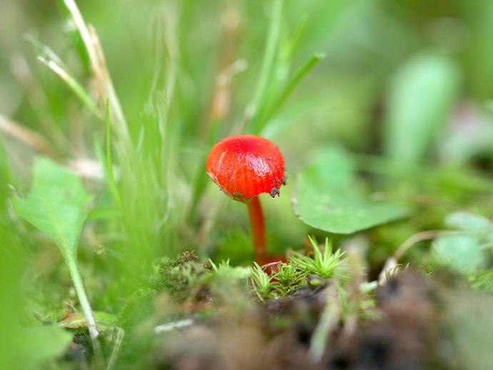 I haven't posted too many mushrooms for the same reason I don't eat wild mushrooms: I'm not very ...