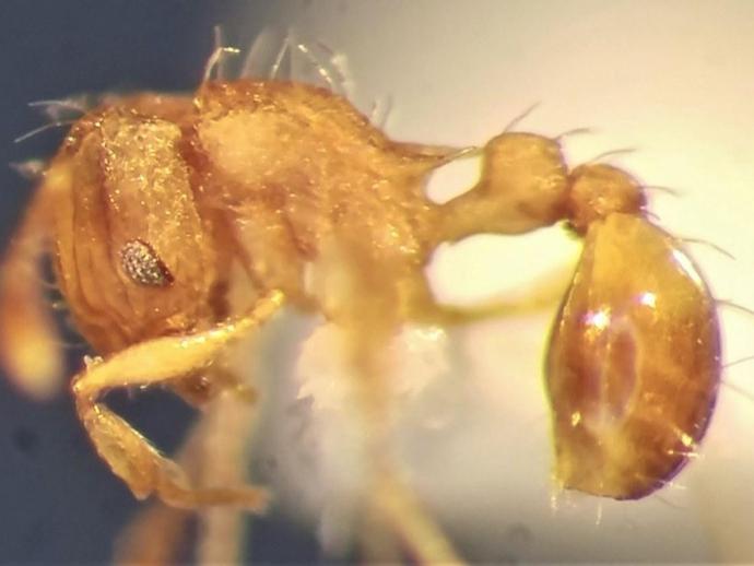 Virginia's first specimen of the invasive Little Fire Ant ...