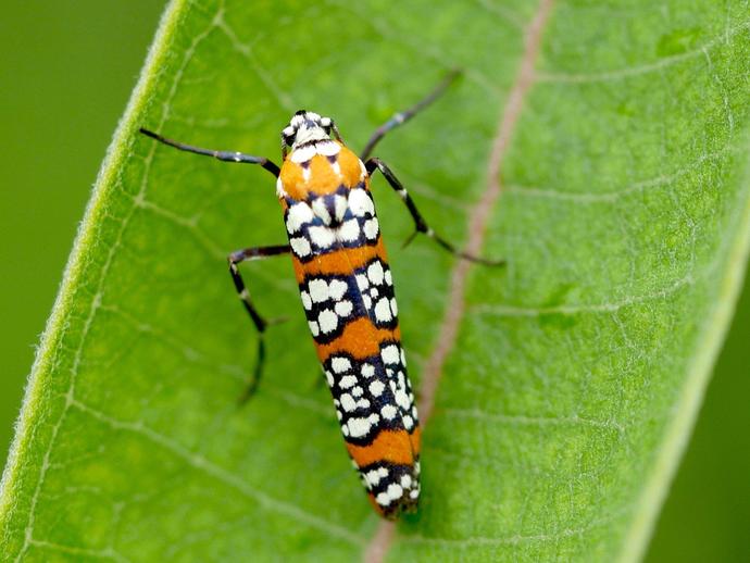 If you've ever wanted to see a moth that looks like it borrowed a pattern from the couch your ...