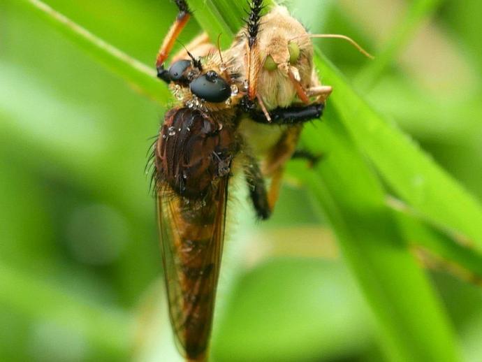 Promachus rufipes ...